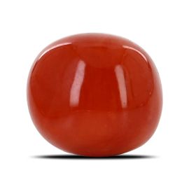 Red Coral (Moonga) - 11.59 Carat 