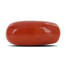 Red Coral (Moonga) - 11.78 Carat 