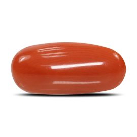 Red Coral (Moonga) - 6.61 Carat 