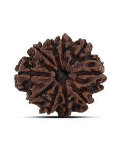 10 Mukhi Rudraksha 23.64 M.M.