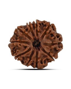 10 Mukhi Rudraksha 24.16 M.M.