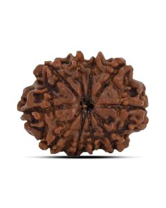 10 Mukhi Rudraksha 22.06 M.M.