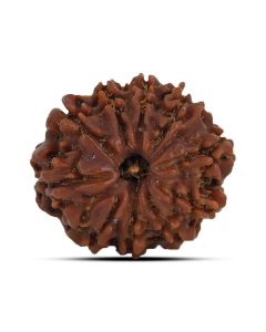 10 Mukhi Rudraksha 23.73 M.M.