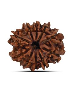 10 Mukhi Rudraksha 22.42 M.M.