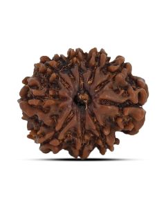 10 Mukhi Rudraksha 21.76 M.M.