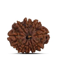 10 Mukhi Rudraksha 22.15 M.M.