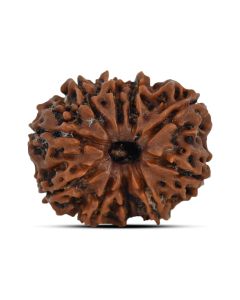 10 Mukhi Rudraksha 25.13 M.M.