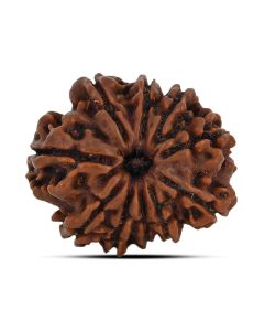 10 Mukhi Rudraksha 23.17 M.M.