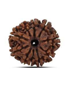 10 Mukhi Rudraksha 22.03 M.M.