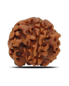 1 Mukhi Rudraksha Nepal (Underdeveloped) IGL Certified 20.11 M.M.