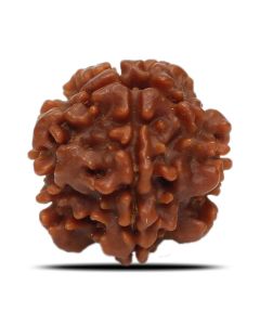 1 Mukhi Rudraksha Nepal (Underdeveloped) IGL Certified 17.58 M.M.