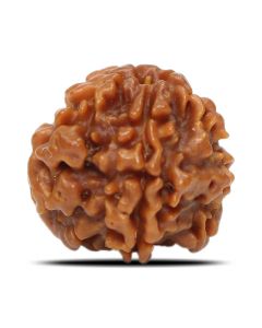 1 Mukhi Rudraksha Nepal (Underdeveloped) IGL Certified 17.84 M.M.