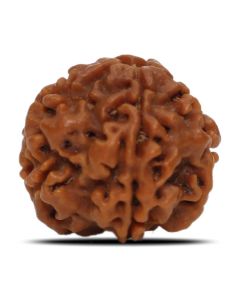 1 Mukhi Rudraksha Nepal (Underdeveloped) IGL Certified 19.58 M.M.