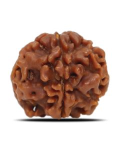 1 Mukhi Rudraksha Nepal (Underdeveloped) IGL Certified 18.71 M.M.