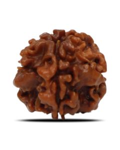 1 Mukhi Rudraksha Nepal (Underdeveloped) IGL Certified 20.03 M.M.