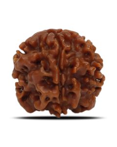 1 Mukhi Rudraksha Nepal (Underdeveloped) IGL Certified 18.82 M.M.