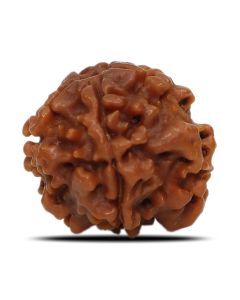 1 Mukhi Rudraksha Nepal (Underdeveloped) IGL Certified 18.93 M.M.