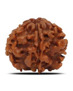 1 Mukhi Rudraksha Nepal (Underdeveloped) IGL Certified 19.92 M.M.