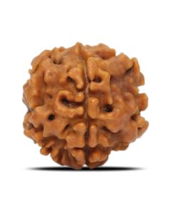 1 Mukhi Rudraksha Nepal (Underdeveloped) IGL Certified 17.7 M.M.