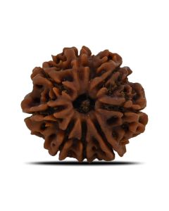 Natural 8 Mukhi (Eight Mukhi) Nepal Rudraksha GJSPC Certified 27.37 M.M.