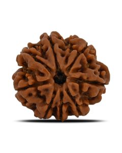 Natural 8 Mukhi (Eight Mukhi) Nepal Rudraksha GJSPC Certified 24.07 M.M.