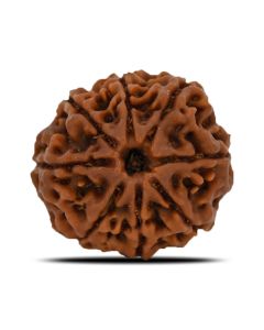 Natural 8 Mukhi (Eight Mukhi) Nepal Rudraksha GJSPC Certified 23.19 M.M.