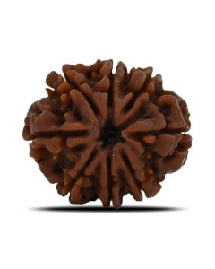 Natural 8 Mukhi (Eight Mukhi) Nepal Rudraksha GJSPC Certified 23.69 M.M.