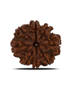 Natural 8 Mukhi (Eight Mukhi) Nepal Rudraksha GJSPC Certified 23.37 M.M.