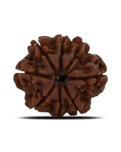 Natural 8 Mukhi (Eight Mukhi) Nepal Rudraksha GJSPC Certified 23.43 M.M.