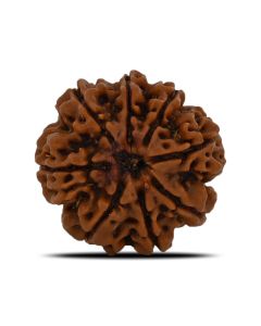 Natural 8 Mukhi (Eight Mukhi) Nepal Rudraksha GJSPC Certified 23.15 M.M.