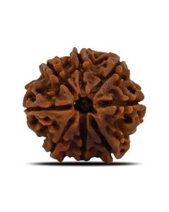 Natural 8 Mukhi (Eight Mukhi) Nepal Rudraksha GJSPC Certified 23.92 M.M.