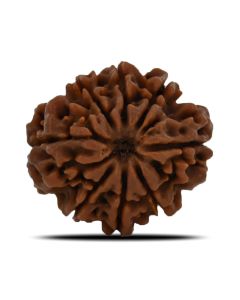 Natural 8 Mukhi (Eight Mukhi) Nepal Rudraksha GJSPC Certified 24.66 M.M.