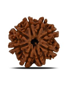 Natural 8 Mukhi (Eight Mukhi) Nepal Rudraksha GJSPC Certified 23.9 M.M.