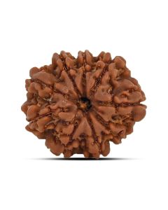 9 Mukhi Rudraksha 22.49 M.M.