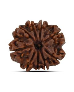 9 Mukhi Rudraksha 22.38 M.M.