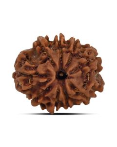 9 Mukhi Rudraksha 21.72 M.M.