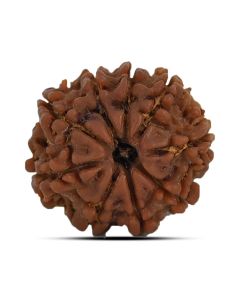 9 Mukhi Rudraksha 21.44 M.M.