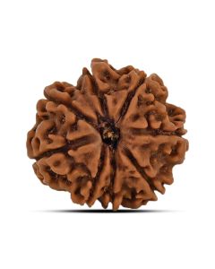 9 Mukhi Rudraksha 21.33 M.M.