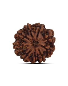 9 Mukhi Rudraksha 21.07 M.M.