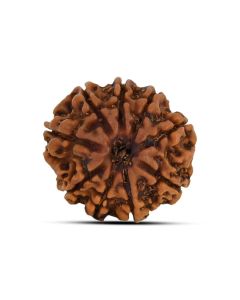 9 Mukhi Rudraksha 21.17 M.M.