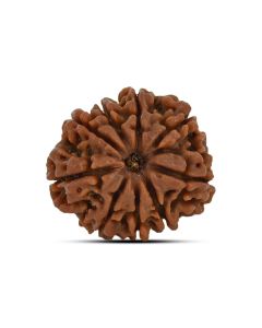 9 Mukhi Rudraksha 23.37 M.M.