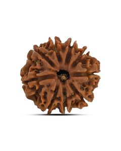 9 Mukhi Rudraksha 21.71 M.M.