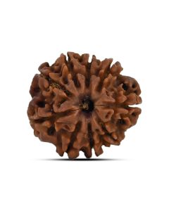 9 Mukhi Rudraksha 21.1 M.M.