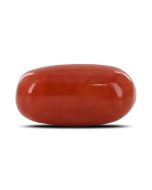 Red Coral (Moonga) - 6.78 Carat 