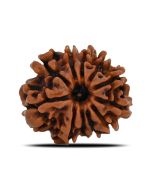 Natural 11 Mukhi (Eleven Mukhi) Nepal Rudraksha GJSPC Certified 21.67 M.M.