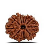 Natural 11 Mukhi (Eleven Mukhi) Nepal Rudraksha GJSPC Certified 23.53 M.M.