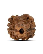 Two Mukhi (2 Mukhi) Rudraksha (Nepal) 15.03 M.M.