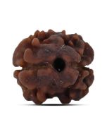 Two Mukhi (2 Mukhi) Rudraksha (Nepal) 14.96 M.M.